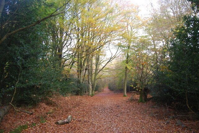 A forest path covered with fallen leaves.