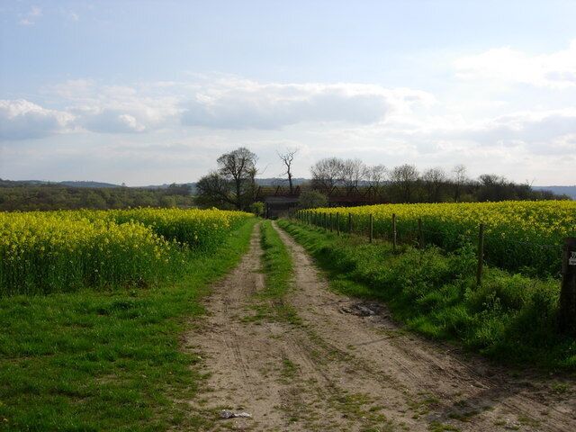 A rural dirt path flanked by fields of yellow flowers, leading to a distant tree line.