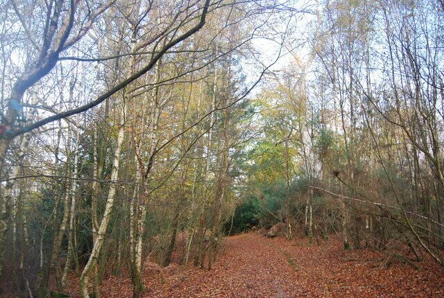 A forest with leaf-covered ground and tall trees.