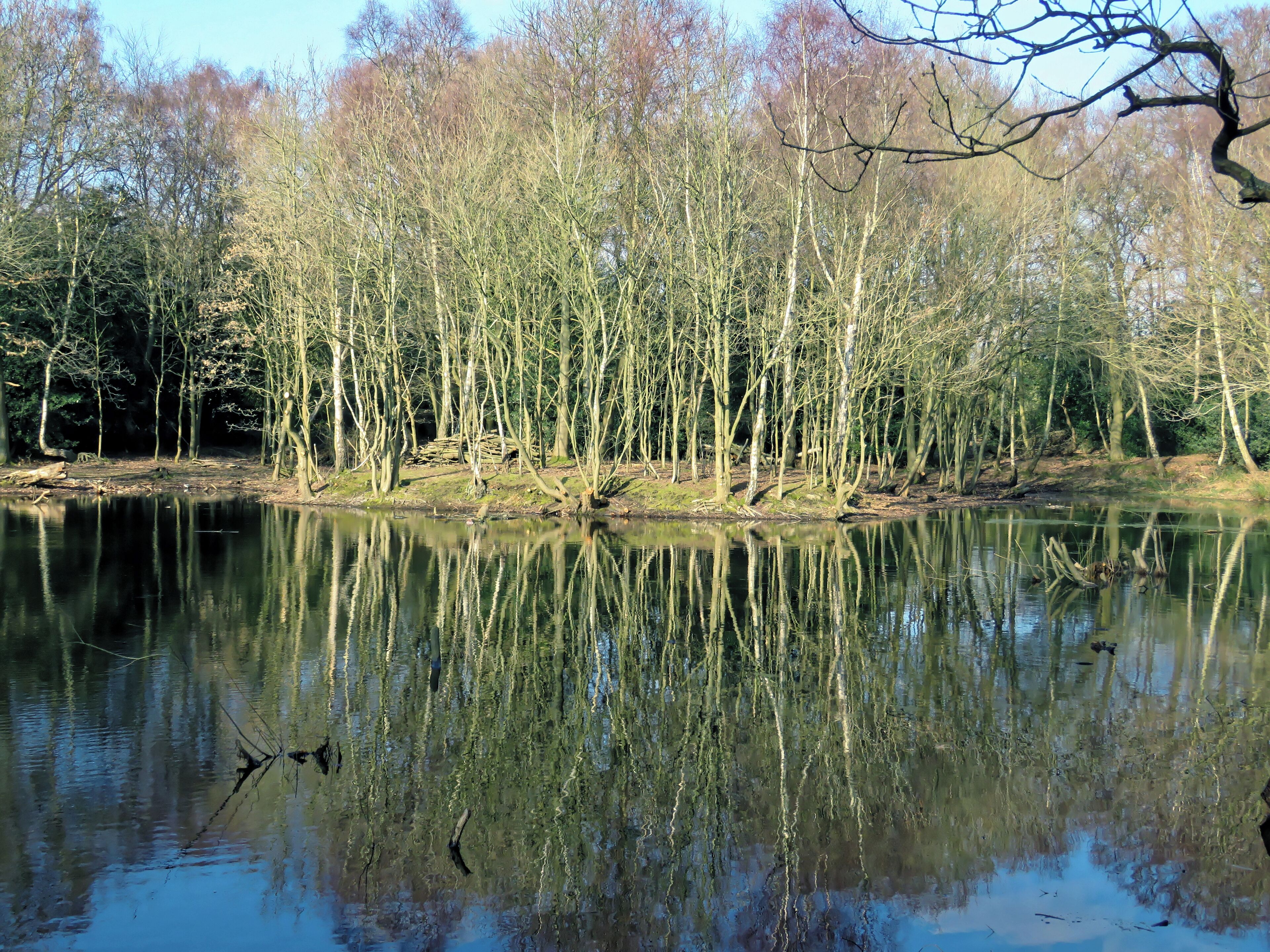 Reflections in a pond at High Beach (alternatively High Beech) in Epping Forest and the civil parish of Waltham Abbey, Essex, England. Camera: Canon PowerShot SX60 HS. Software: file lens-corrected and optimized with DxO PhotoLab Elite and Viewpoint 3, and further optimized with Adobe Photoshop CS2.