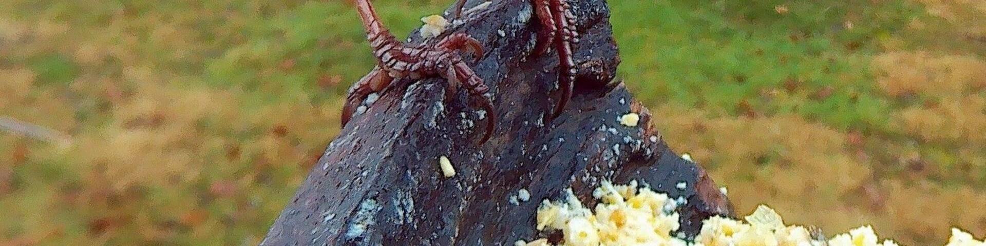 I have no idea what this very curious bird is but I love the magnificent colour of its plumage.