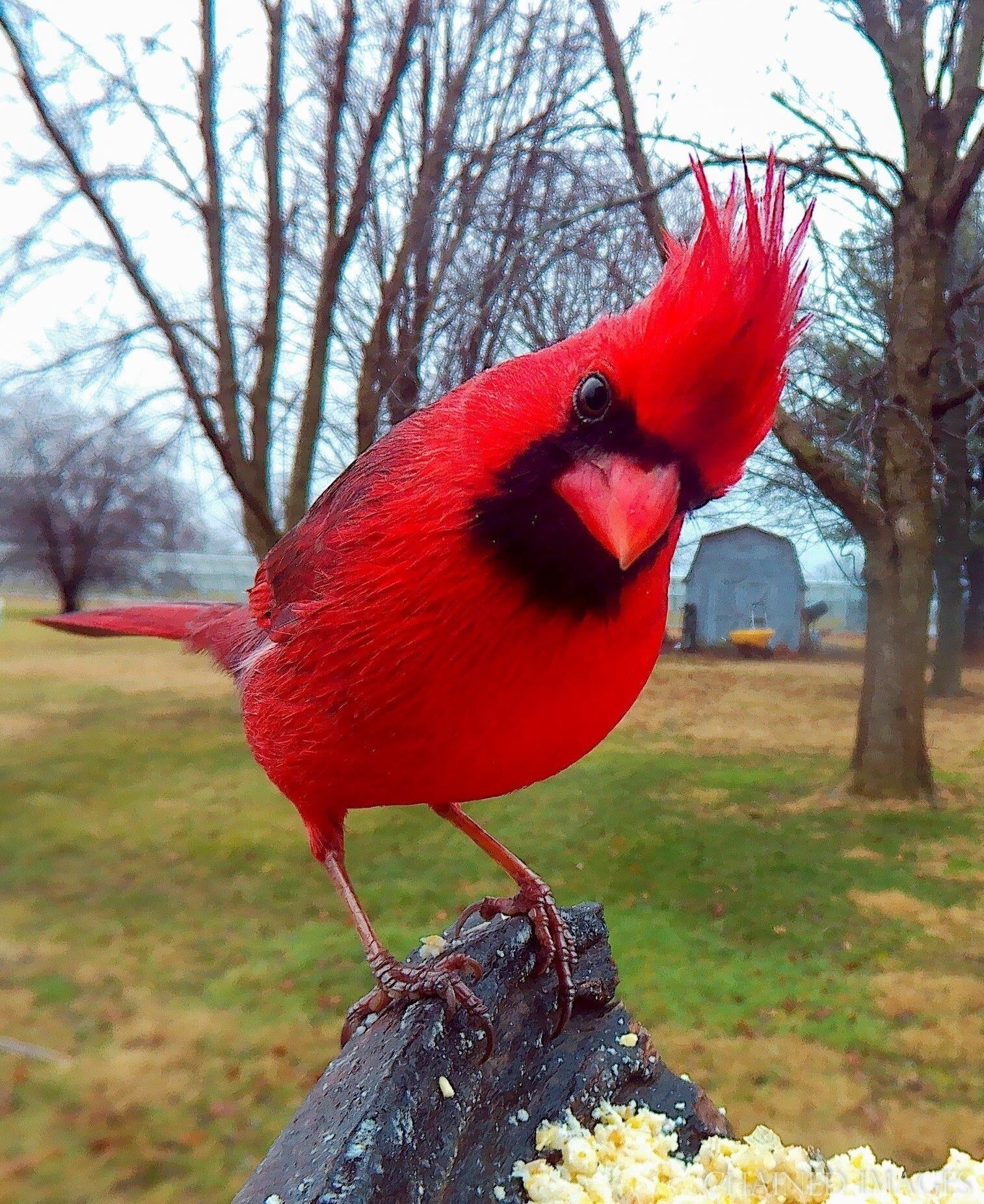 A red cardinal perched on a wooden post with a barn and leafless trees in the background.