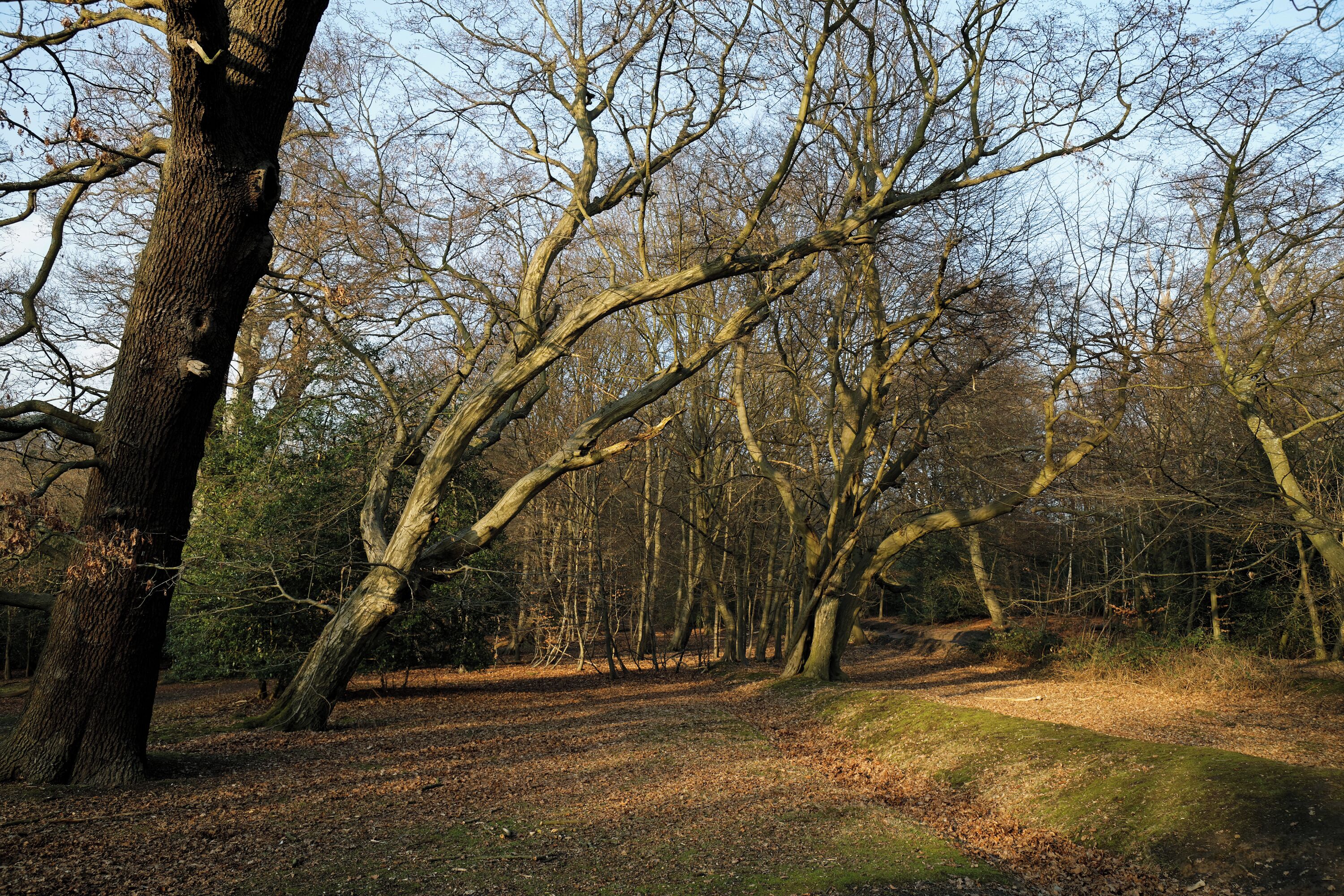 Beech, hornbeam and oak trees off Fairmead Road in High Beach (alternatively High Beech) in Epping Forest and the civil parish of Waltham Abbey, Essex, England. Camera: Canon EOS 6D with Canon EF 24-105mm F4L IS USM lens. Software: RAW file lens-corrected, optimized and converted with DxO OpticsPro 11 Elite, and further optimized with Adobe Photoshop CS2.
