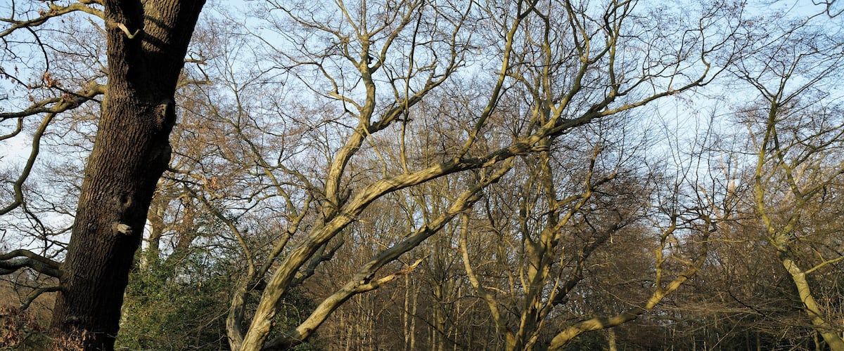 Beech, hornbeam and oak trees off Fairmead Road in High Beach (alternatively High Beech) in Epping Forest and the civil parish of Waltham Abbey, Essex, England. Camera: Canon EOS 6D with Canon EF 24-105mm F4L IS USM lens. Software: RAW file lens-corrected, optimized and converted with DxO OpticsPro 11 Elite, and further optimized with Adobe Photoshop CS2.