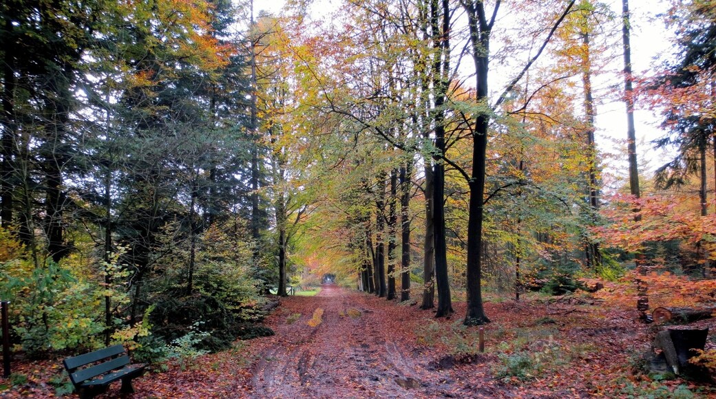 Corno Bianco (3320m slm)
From the summit the view is great on the Alpine ring, the plain and especially on the southern slopes of Monte Rosa. Although the climb present objective difficulties and a long journey, this peak is popular; the great variety of landscape, the lakes, the landscape largely repay the effort.