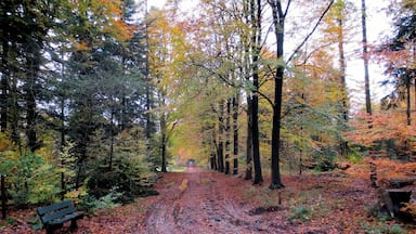 Un sendero boscoso cubierto de hojas caídas, rodeado de árboles con follaje otoñal.