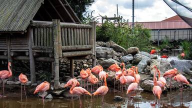 Flamingos