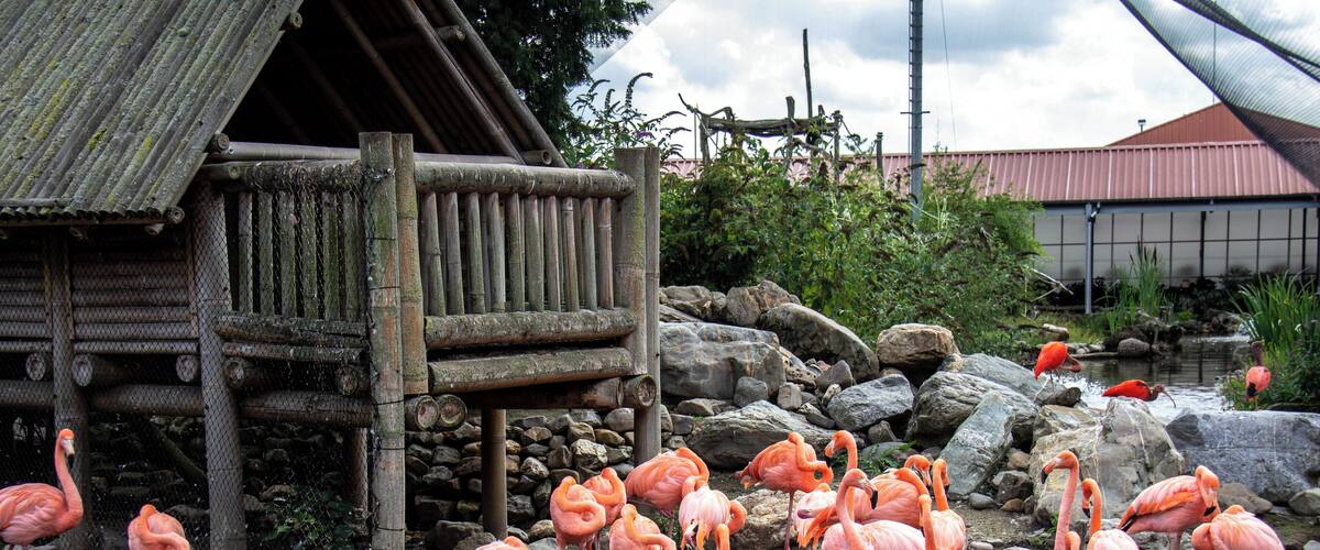 A wooden structure near a pond with pink flamingos.