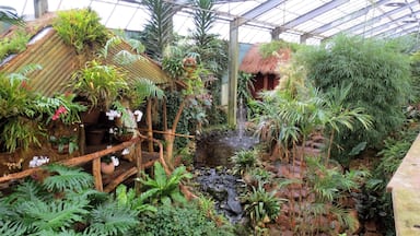 Uma estufa com uma pequena cascata, diversas plantas tropicais e uma estrutura de madeira com vasos suspensos.