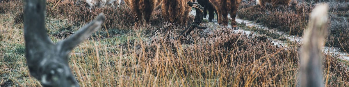 Ending an awesome crazy weekend in Holland at the National Park Hoge Veluwe. It wasn’t easy finding a rain free region close to home, but in the middle of the Netherlands it was. And what a beautiful hiking place that is 😍 🍁🍂
And with some cool locals.
#hogeveluwe #holland #nature #cows #highlanders #netherlands #animals
Make sure you follow me on:
https://www.facebook.com/ShotByCanipel/
https://www.instagram.com/canipel/