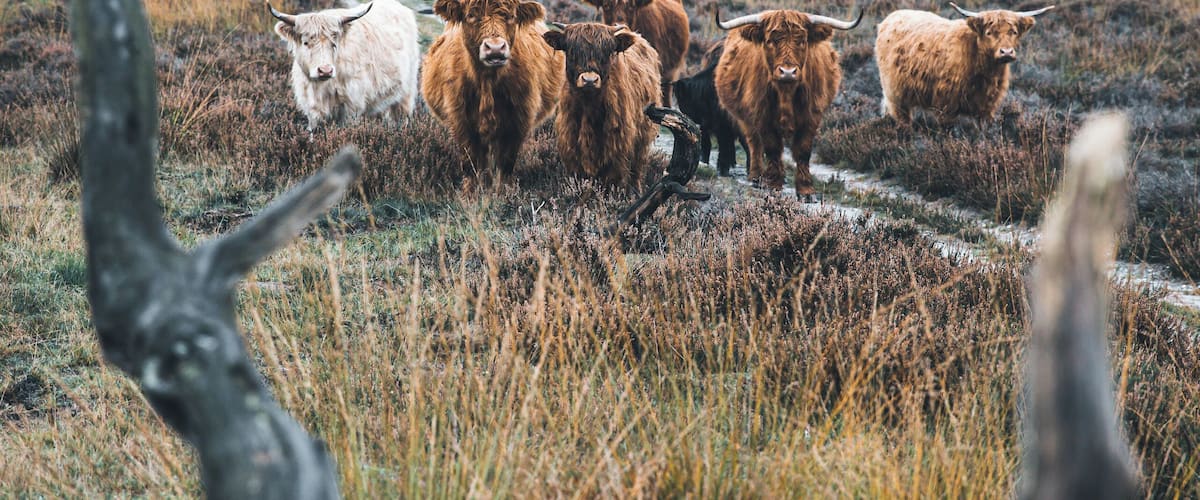 Ending an awesome crazy weekend in Holland at the National Park Hoge Veluwe. It wasnât easy finding a rain free region close to home, but in the middle of the Netherlands it was. And what a beautiful hiking place that is đ đđ
And with some cool locals.
#hogeveluwe #holland #nature #cows #highlanders #netherlands #animals
Make sure you follow me on:
https://www.facebook.com/ShotByCanipel/
https://www.instagram.com/canipel/