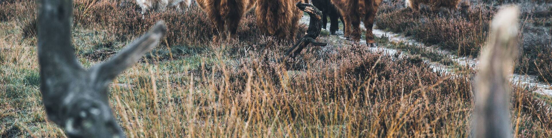 Ending an awesome crazy weekend in Holland at the National Park Hoge Veluwe. It wasn’t easy finding a rain free region close to home, but in the middle of the Netherlands it was. And what a beautiful hiking place that is 😍 🍁🍂
And with some cool locals.
#hogeveluwe #holland #nature #cows #highlanders #netherlands #animals
Make sure you follow me on:
https://www.facebook.com/ShotByCanipel/
https://www.instagram.com/canipel/