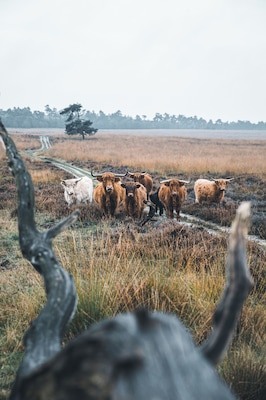 Ending an awesome crazy weekend in Holland at the National Park Hoge Veluwe. It wasn’t easy finding a rain free region close to home, but in the middle of the Netherlands it was. And what a beautiful hiking place that is 😍 🍁🍂
And with some cool locals.
#hogeveluwe #holland #nature #cows #highlanders #netherlands #animals
Make sure you follow me on:
https://www.facebook.com/ShotByCanipel/
https://www.instagram.com/canipel/
