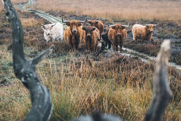 Ending an awesome crazy weekend in Holland at the National Park Hoge Veluwe. It wasn’t easy finding a rain free region close to home, but in the middle of the Netherlands it was. And what a beautiful hiking place that is 😍 🍁🍂
And with some cool locals.
#hogeveluwe #holland #nature #cows #highlanders #netherlands #animals
Make sure you follow me on:
https://www.facebook.com/ShotByCanipel/
https://www.instagram.com/canipel/
