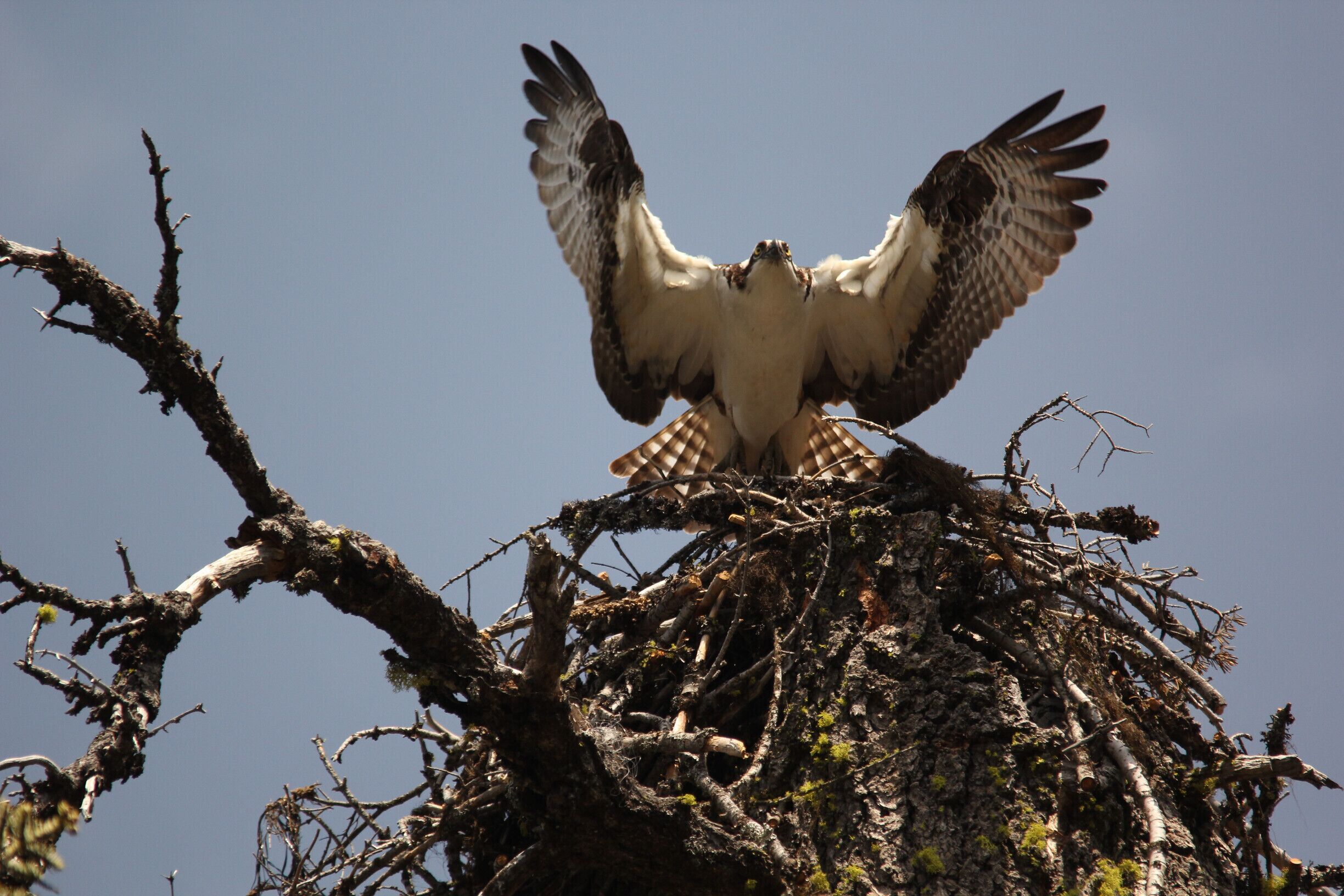 Nice smaller lake with easy access off the road.  This Osprey was working with its partner building a nest atop a broken/dead tree.  I hear that the eagles and osprey fight quite often.  Sit at the Buck's Lake Lodge for a drink or some food and enjoy the view and quiet!