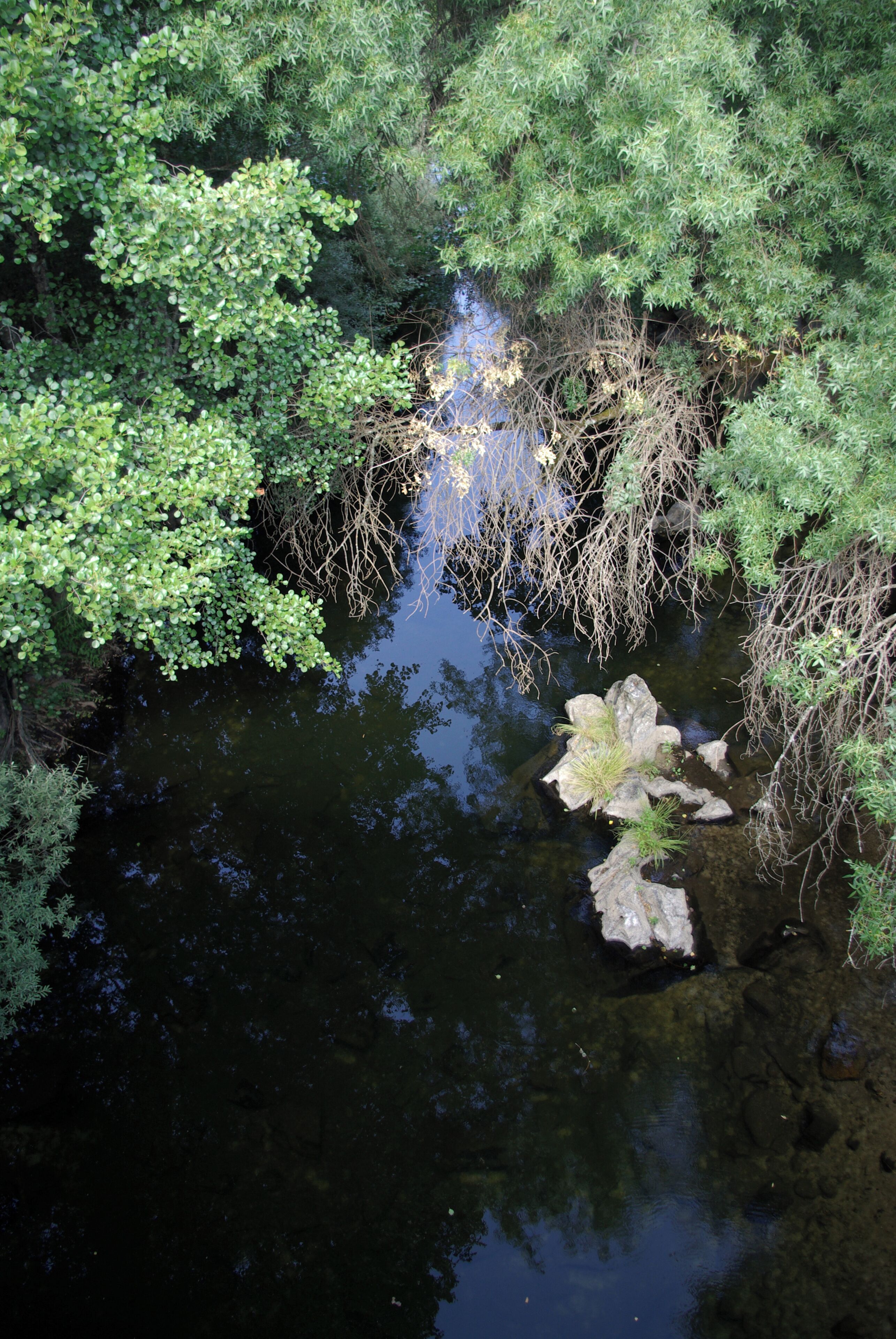 A pond surrounded by dense green foliage and rocks.