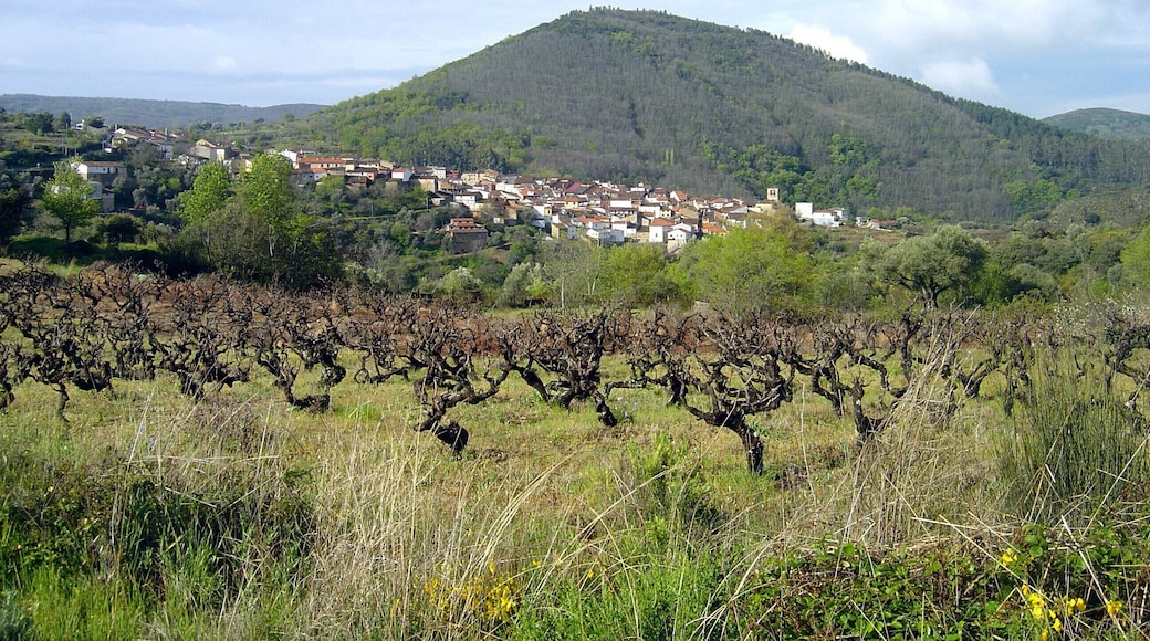 viñas