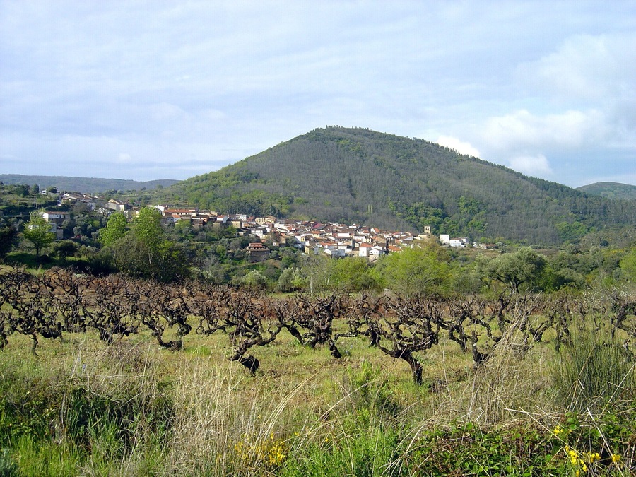 viñas