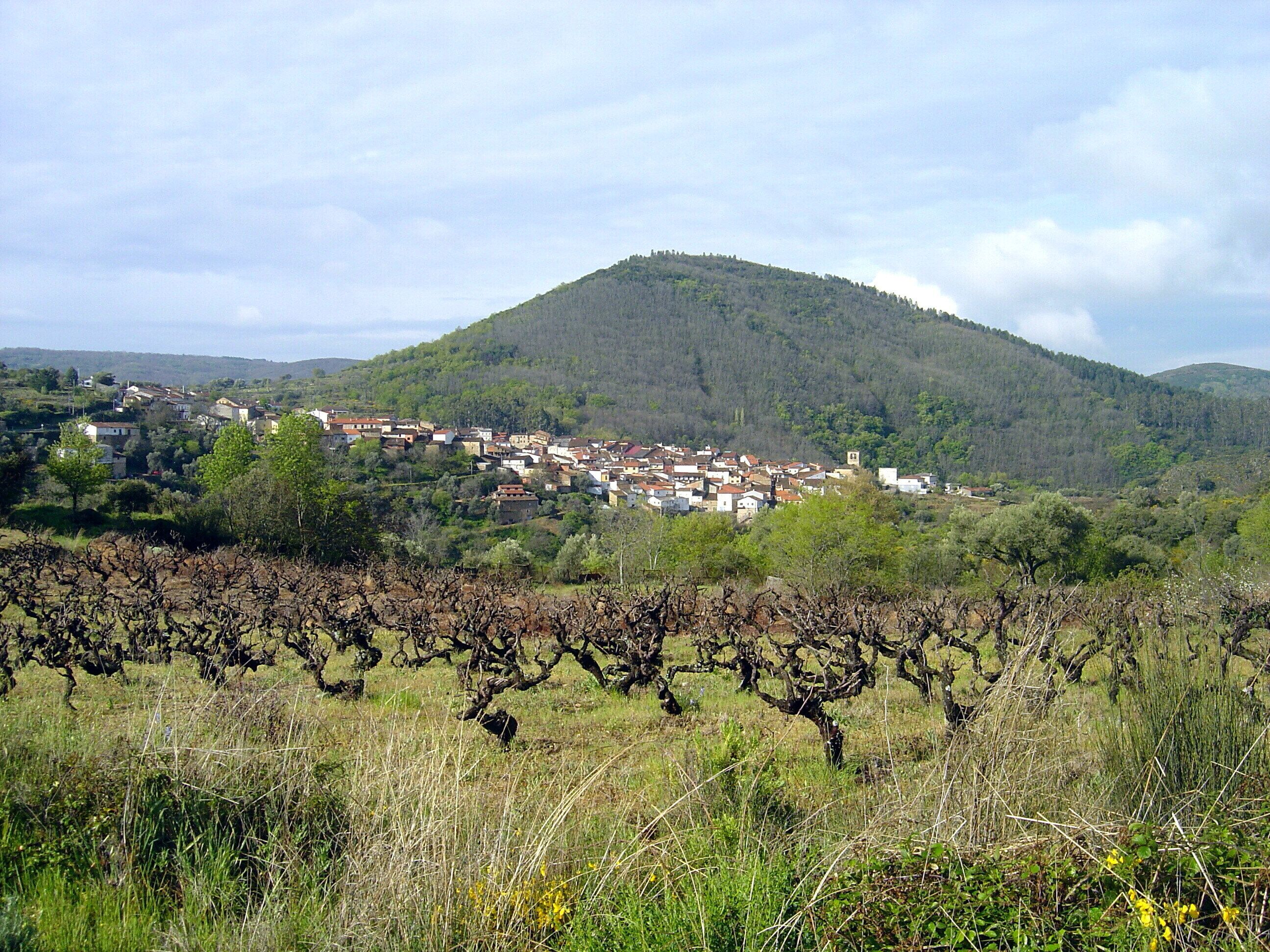 A hillside village with vineyards in the foreground and a mountain in the background.