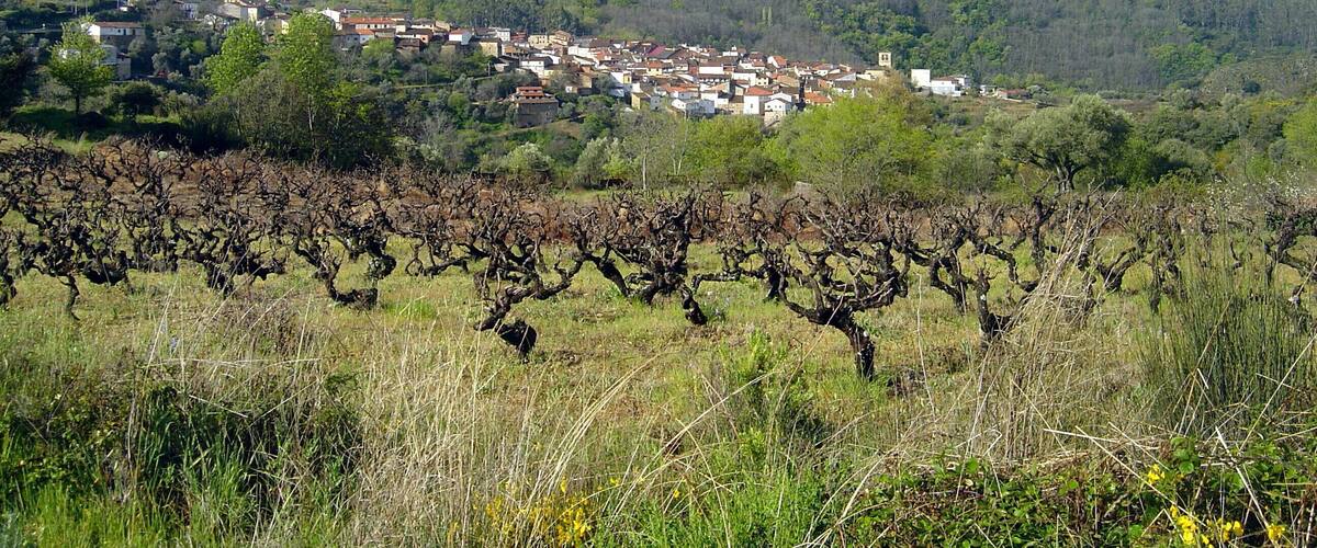 A hillside village with vineyards in the foreground and a mountain in the background.