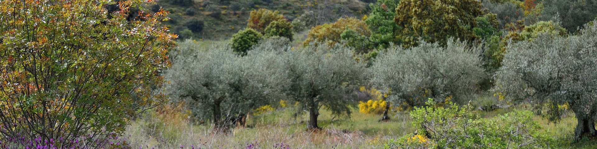 This is a photography of a Special Area of Conservation in Spain with the ID: