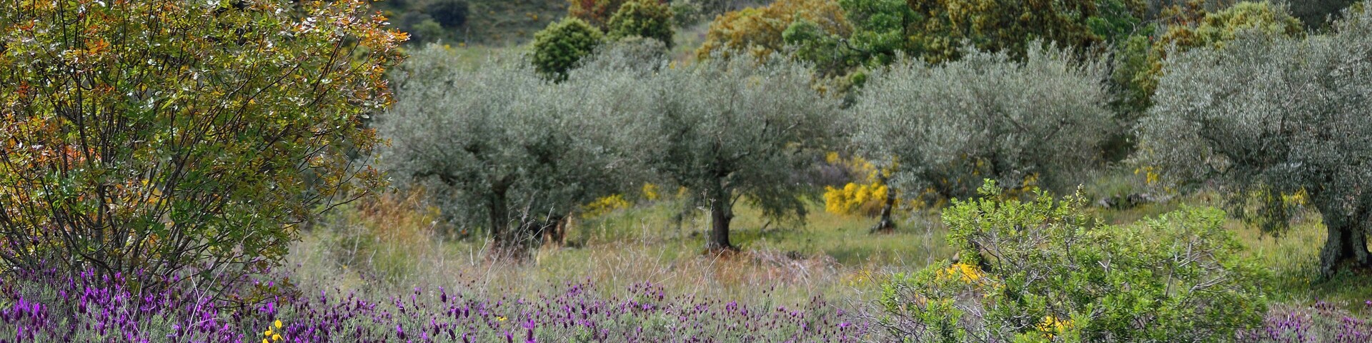 This is a photography of a Special Area of Conservation in Spain with the ID: