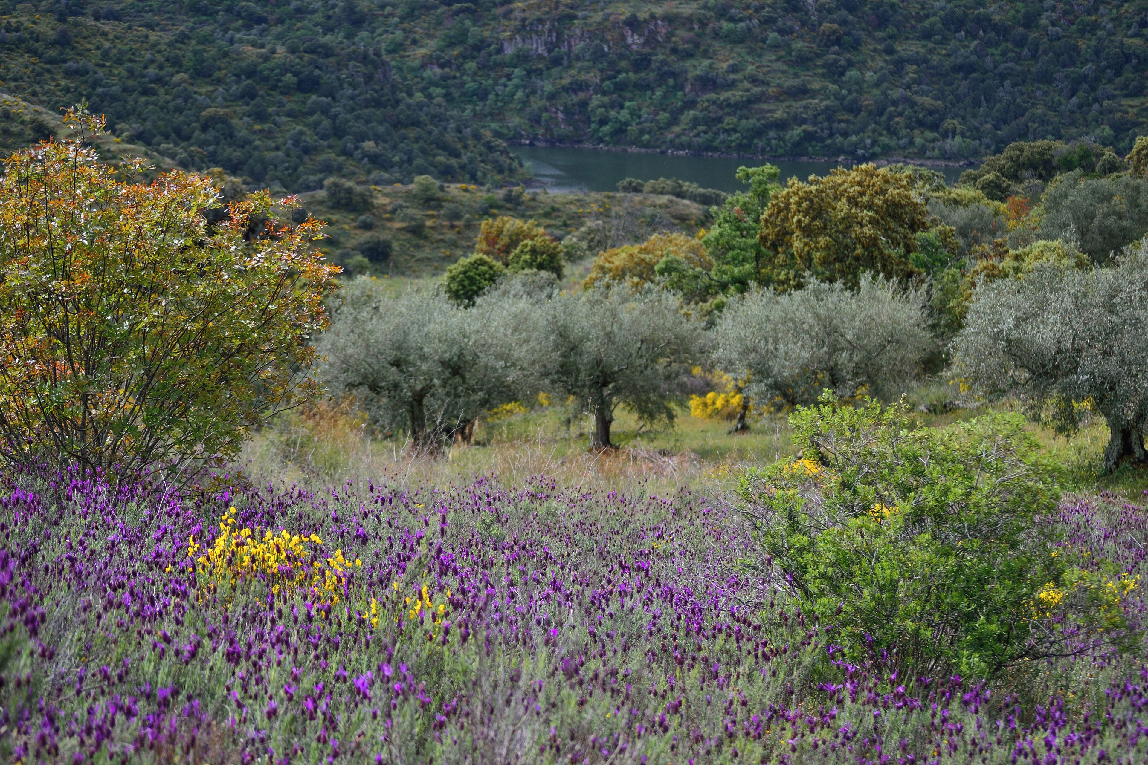 A field of purple flowers with trees and a lake in the background.