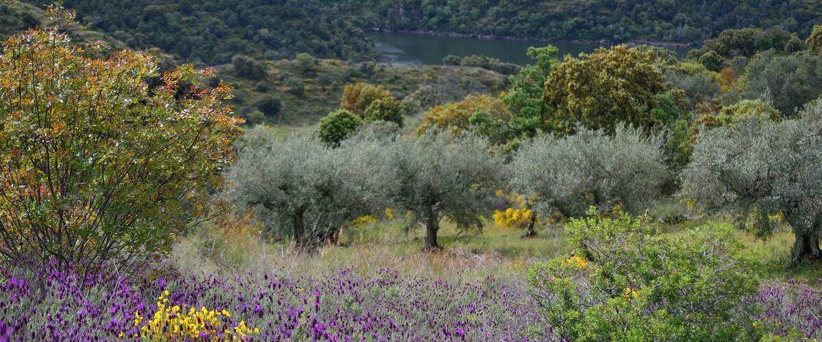 A field of purple flowers with trees and a lake in the background.