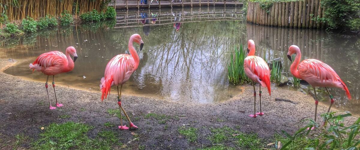 Flamingos standing in a pond with a wooden bridge and bamboo trees in the background.