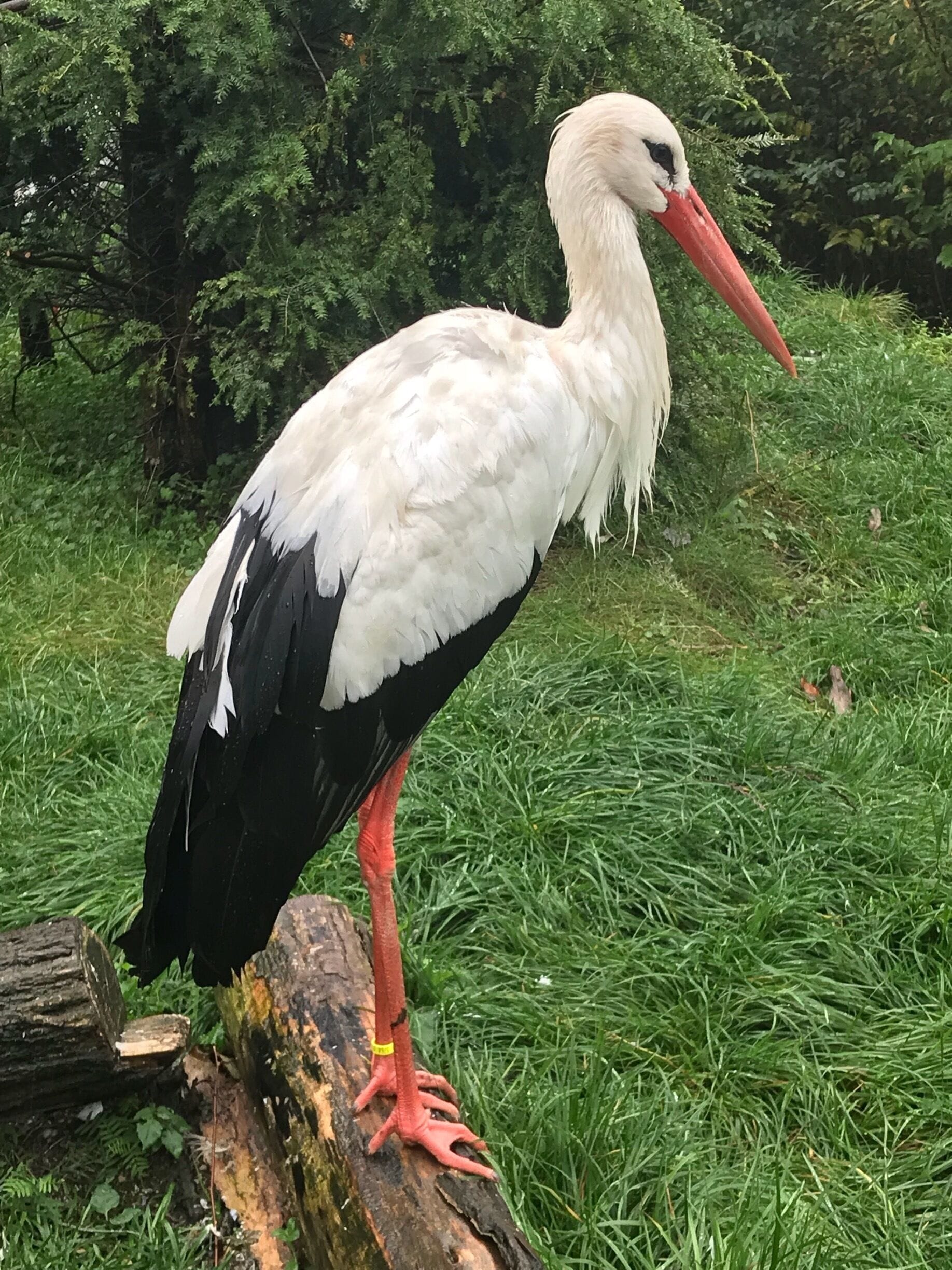 Stork at ZooParc Overloon. 

ZooParc Overloon ensures adventurous encounters with special animal species in a magnificent, natural environment.

Overloon - the Netherlands 🇳🇱