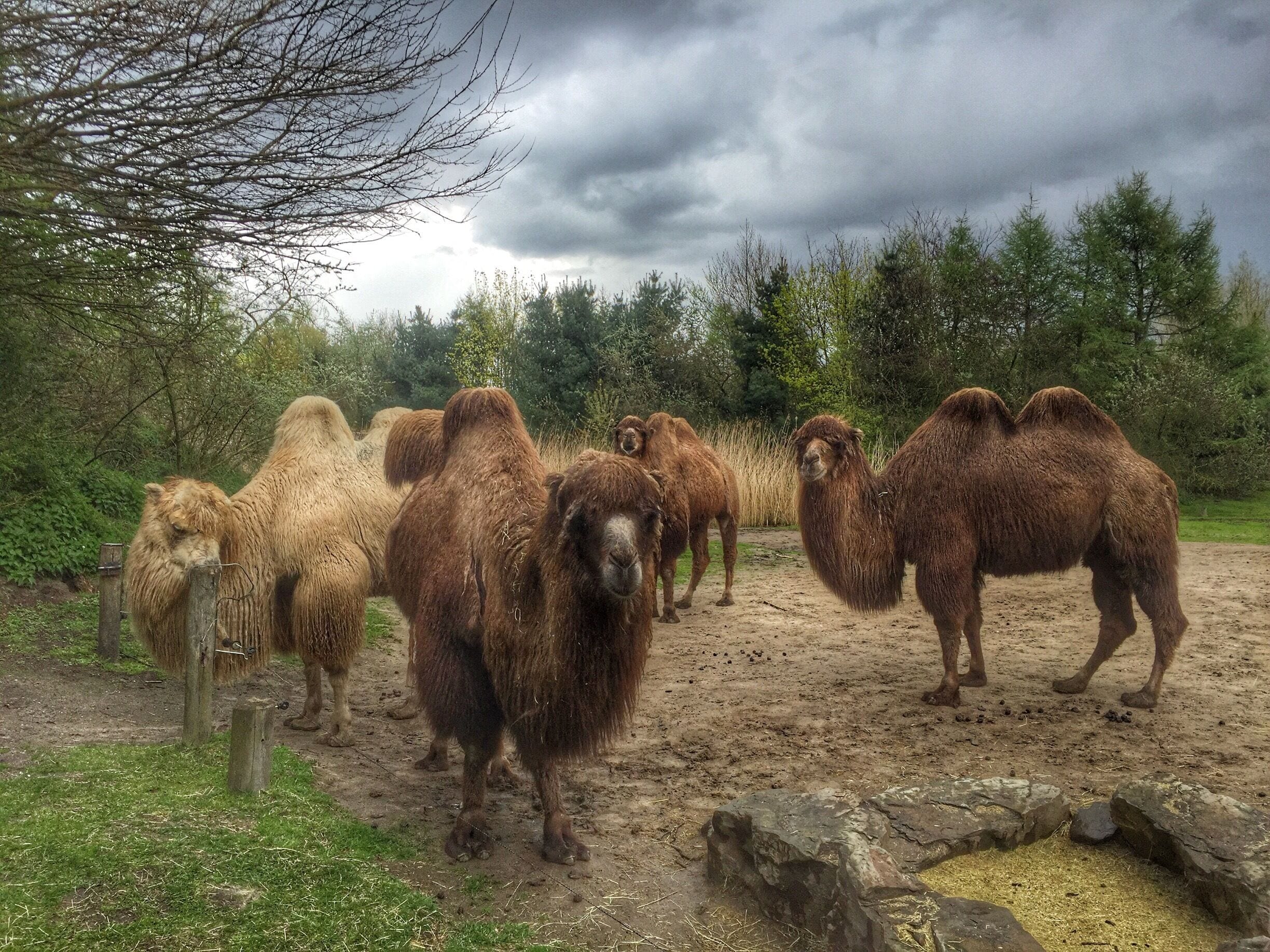 Zoo parc,Overloon,the Netherlands