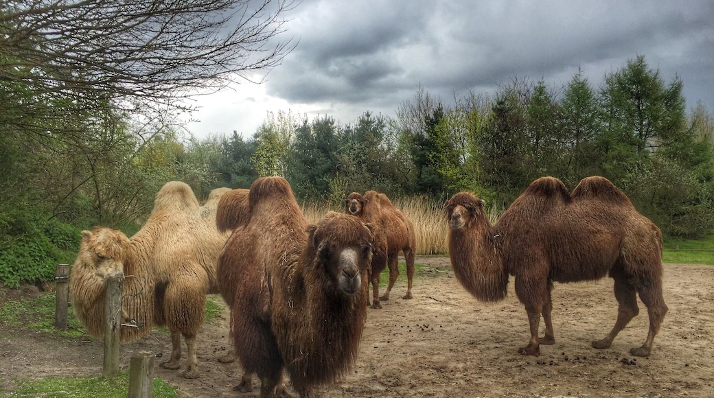 Zoo parc,Overloon,the Netherlands