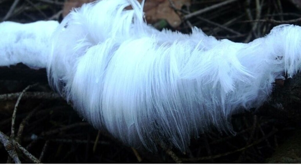 The frost give strange scapes a the fungi.