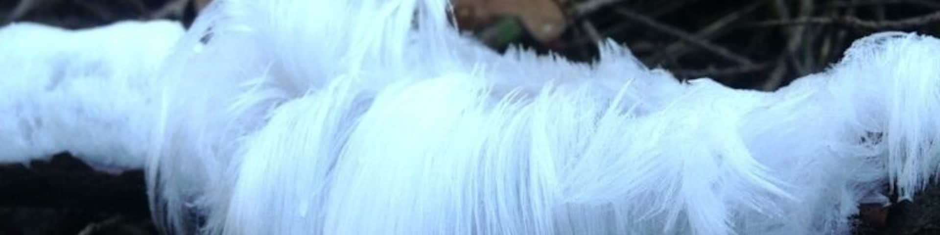 The frost give strange scapes a the fungi.