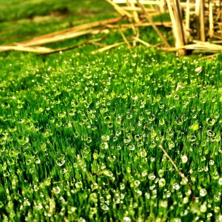 Park austrerlitz near Utrecht is a lovely place for a walk. There are a lot of routes throw the forest. 