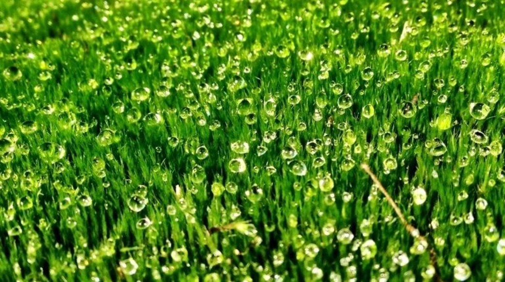 Park austrerlitz near Utrecht is a lovely place for a walk. There are a lot of routes throw the forest.