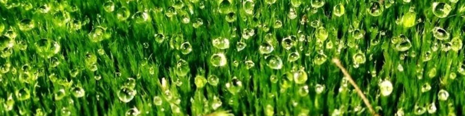 Park austrerlitz near Utrecht is a lovely place for a walk. There are a lot of routes throw the forest.