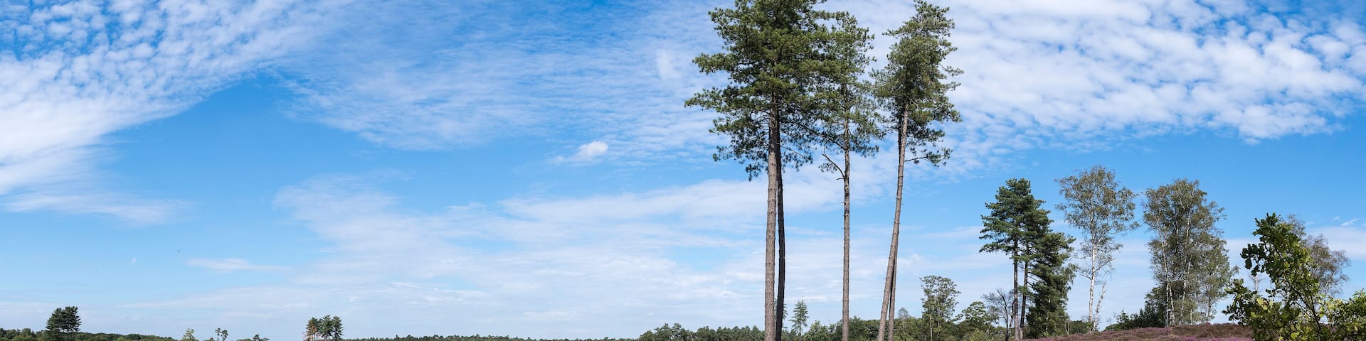 A colourful heather landscape with big spur trees, ferns and blue sky and clouds at the nature reserve Den Treek, Woudenberg, The Netherlands