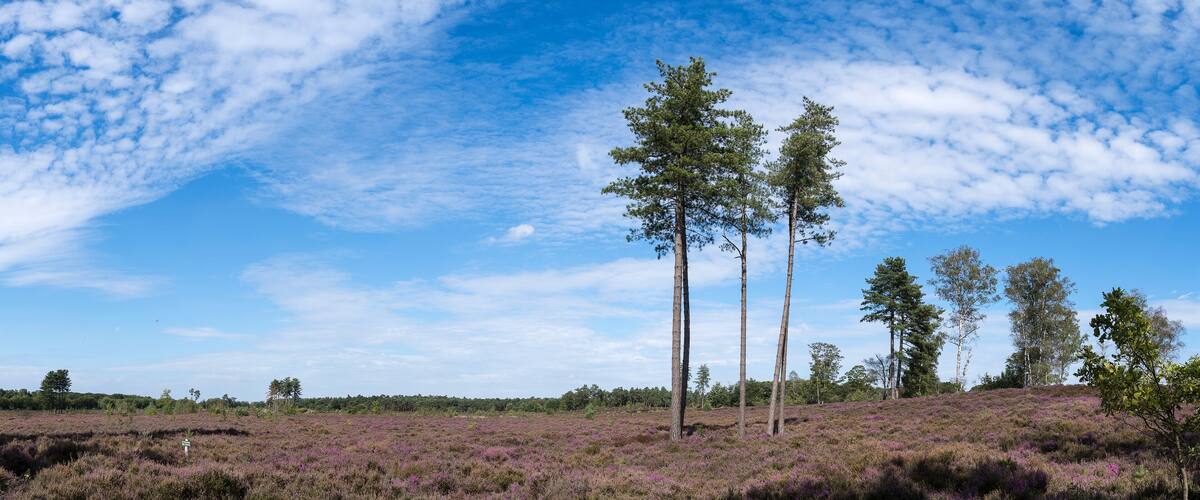 A landscape with purple heather, tall trees, and a blue sky with clouds.