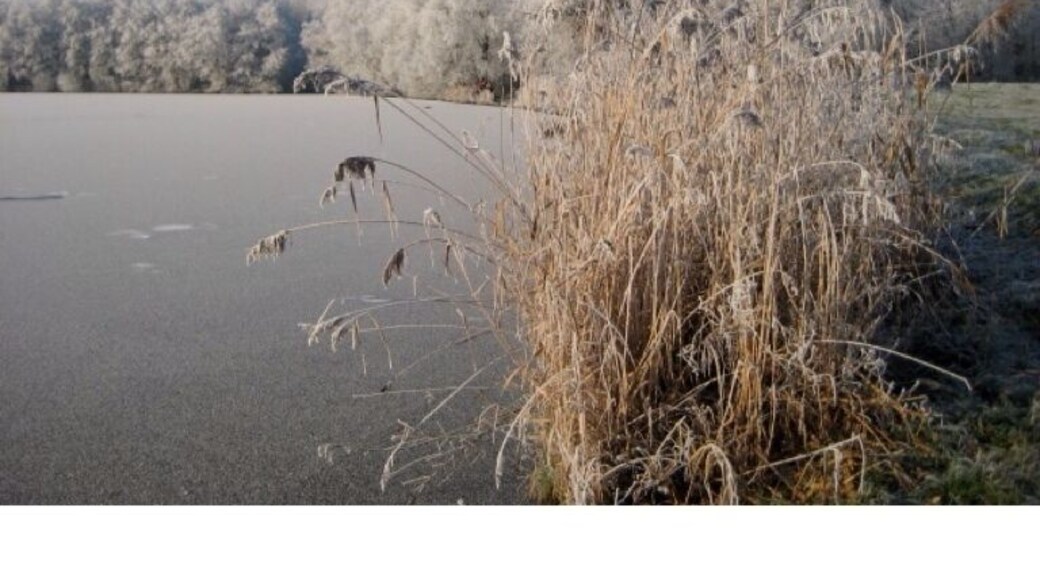 Het lage Bergsche bos in the winter 2