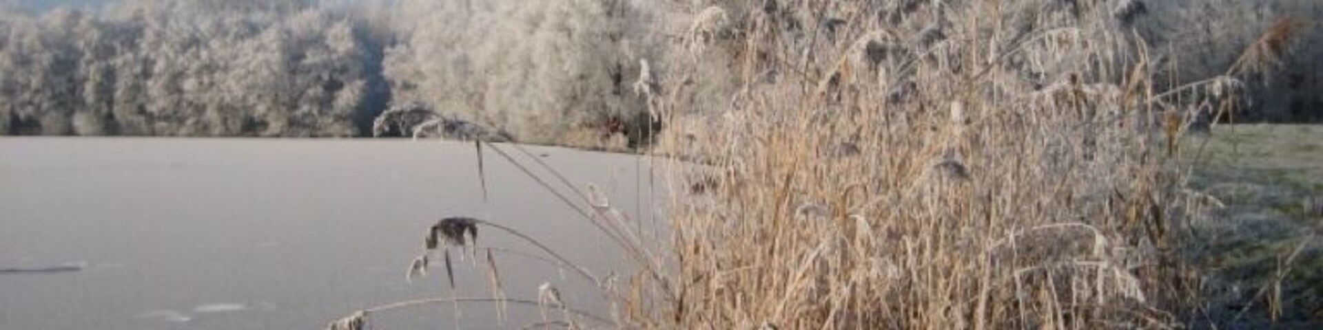 Het lage Bergsche bos in the winter 2