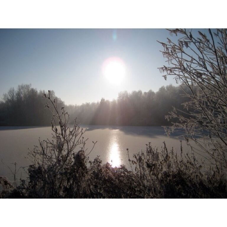 The lage Bergsche bos in the winter