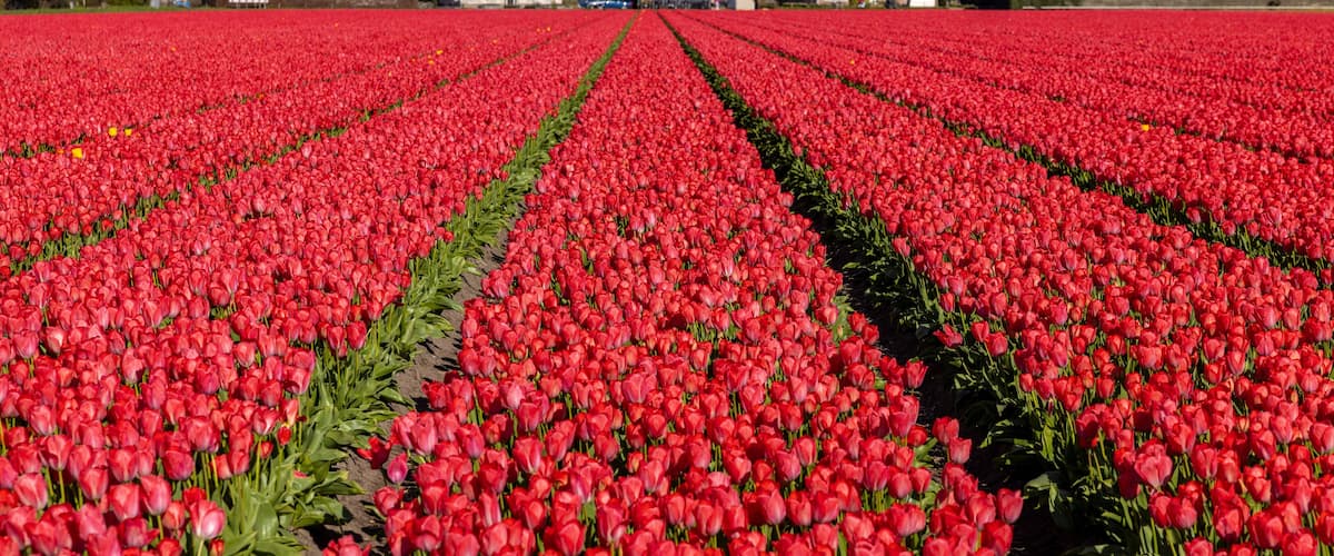A field of red tulips with a farmhouse in the background.