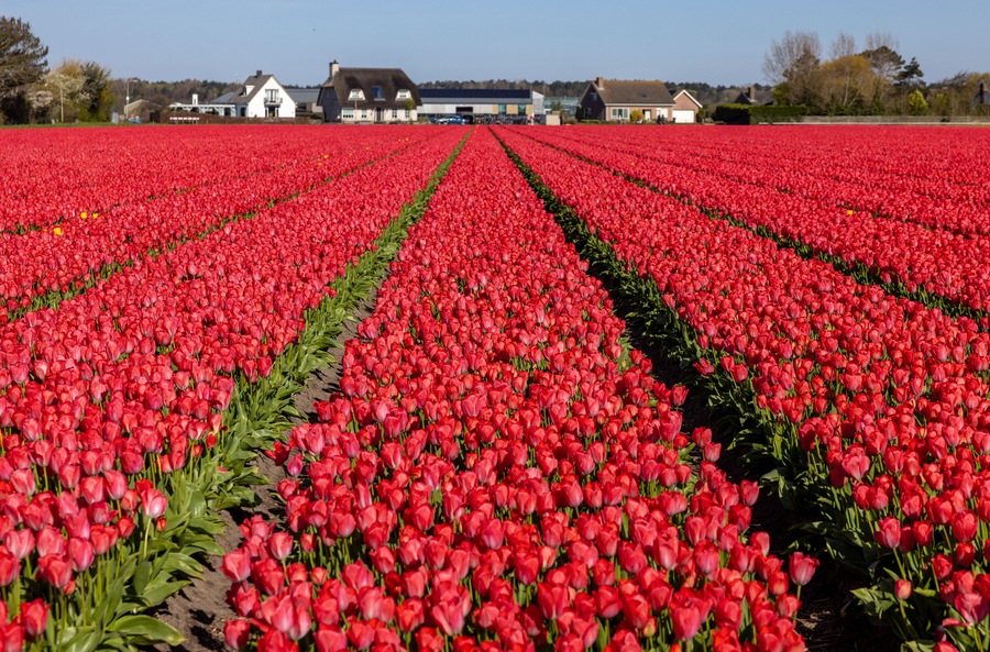 Een veld rode tulpen met een boerderij op de achtergrond.
