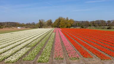 Un campo de tulipanes con hileras de flores blancas, rosas y rojas.