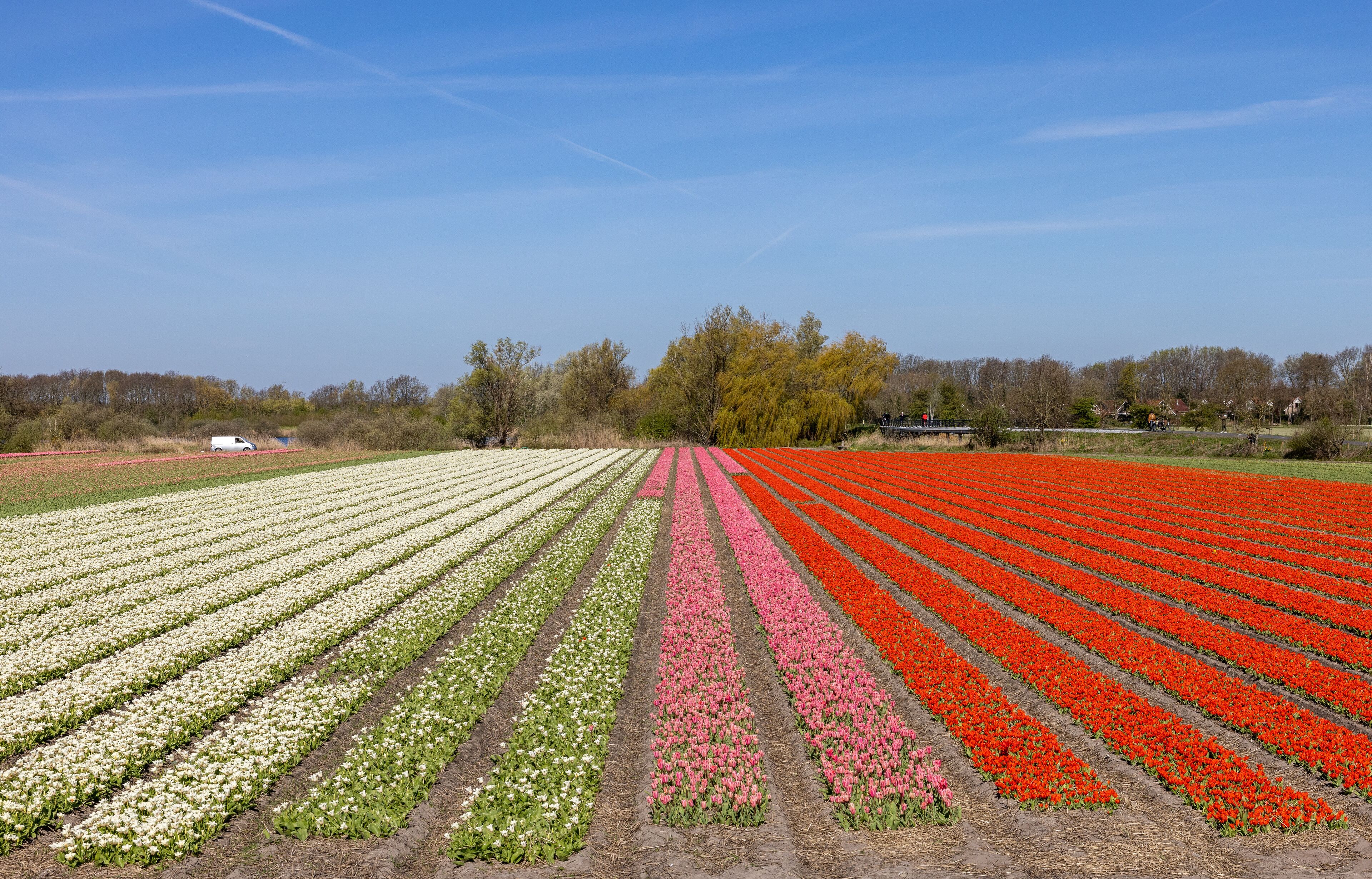 A tulip field with rows of white, pink, and red flowers.