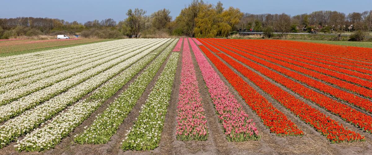 A tulip field with rows of white, pink, and red flowers.