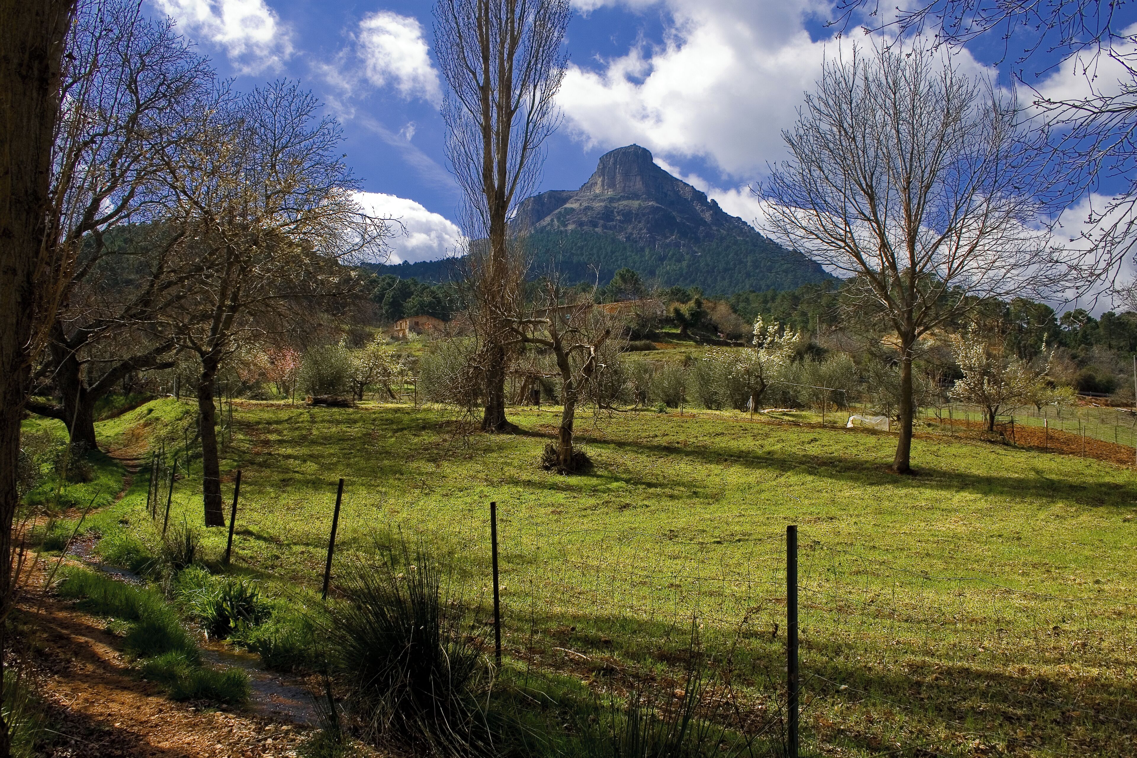 A grassy field with trees and a mountain in the background.