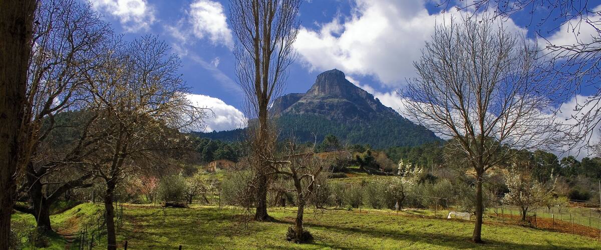 A grassy field with trees and a mountain in the background.