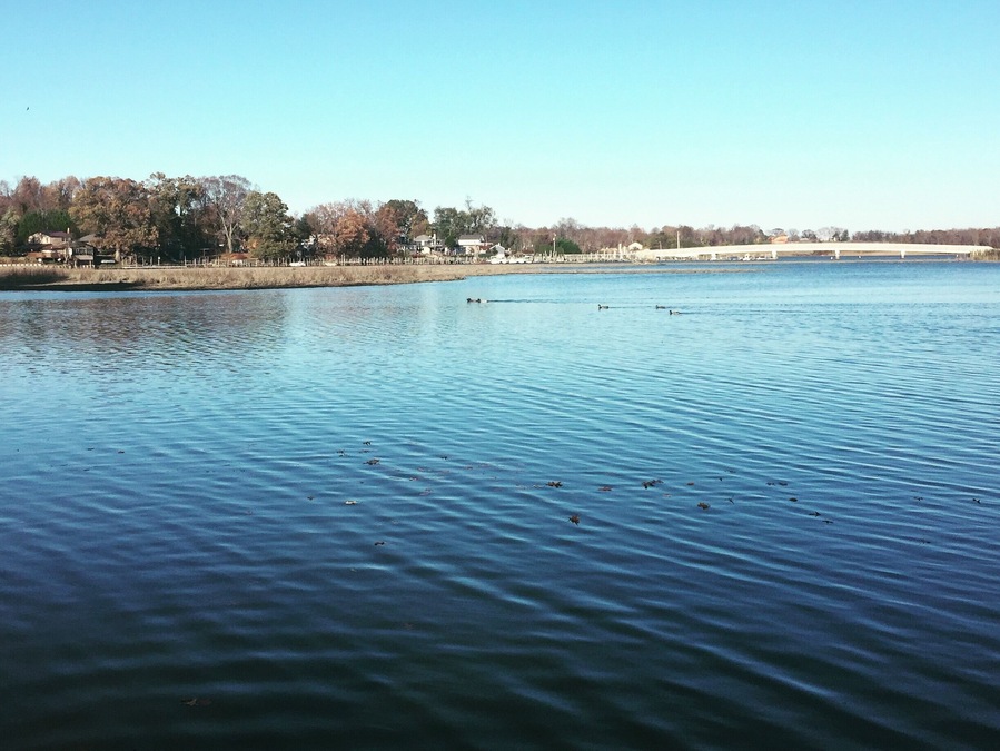 View from the boat dock